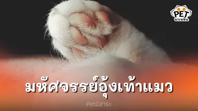 อุ้งเท้าแมว อวัยวะสุดพิเศษที่เต็มไปด้วยความมหัศจรรย์
