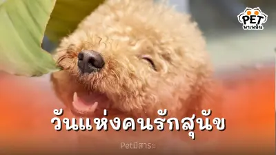 ใครรักสุนัขวันนี้คือวันของคุณ 13 พฤษภาคม วันแห่งคนรักสุนัข