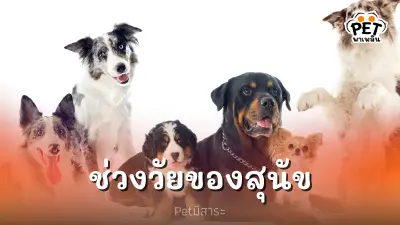 การแบ่งช่วงวัยของสุนัข เพื่อการดูแลเอาใจใส่ที่เหมาะสม