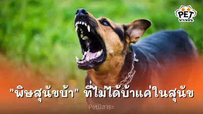 "พิษสุนัขบ้า" ที่ไม่ได้บ้าแค่ในสุนัข "พิษสุนัขบ้า" ที่ไม่ได้บ้าแค่ในสุนัข