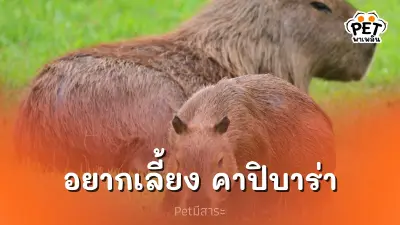 ฝันอยากเลี้ยงคาปิบาร่า? เตรียมตัวยังไงให้ฝันเป็นจริง ฝันอยากเลี้ยงคาปิบาร่า? เตรียมตัวยังไงให้ฝันเป็นจริง
