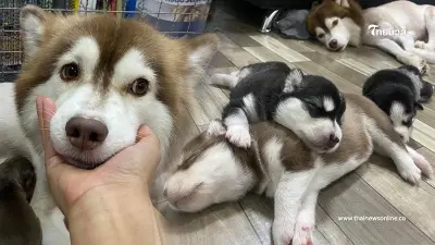 เปิดชีวิตล่าสุด "เล็กเล็ก" ไซบีเรียนถูกน้ำร้อนราด พร้อมเผยชื่อลูกน้อย 3 ตัว เปิดชีวิตล่าสุด "เล็กเล็ก" ไซบีเรียนถูกน้ำร้อนราด พร้อมเผยชื่อลูกน้อย 3 ตัว