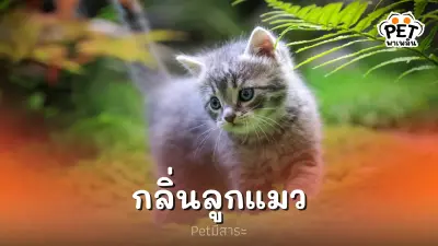 กลิ่นลูกแมว เสน่ห์ดึงดูดของความบริสุทธิ์