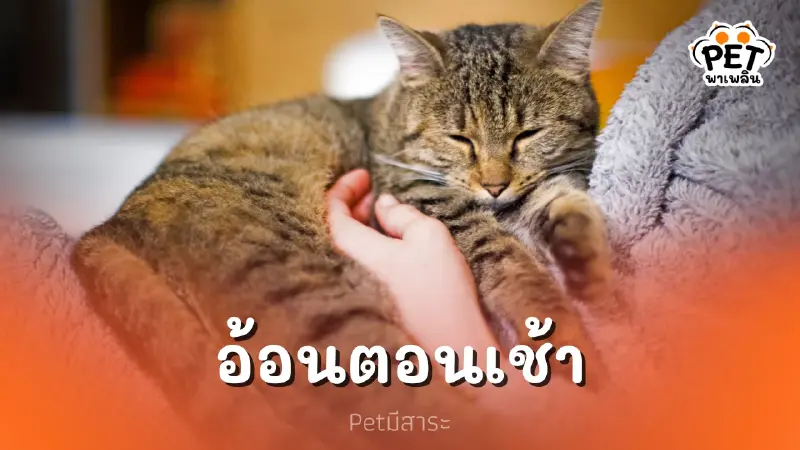 ทำไมเจ้าเหมียวสุดที่รักถึงชอบอ้อนตอนเช้า
