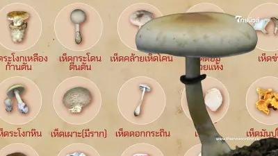 เผยโฉม 15 เห็ดพิษอันตราย จำให้ดี กินเข้าไปอาจถึงแก่ชีวิต