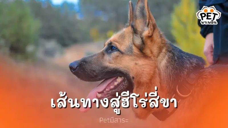 เส้นทางสู่ฮีโร่สี่ขา : บทพิสูจน์ของเหล่า K9