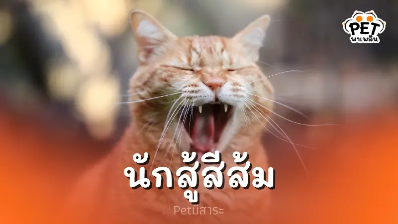 ใครๆก็รู้ แมวส้มคือนักสู้ ขาโจ๋ประจำซอย