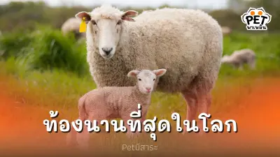 5 อันดับสัตว์ที่ตั้งท้องนานที่สุดในโลก