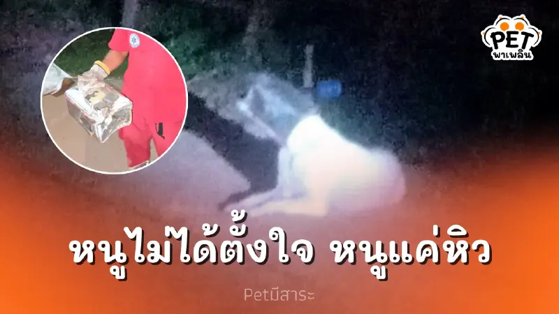 สุนัขหัวติดปี๊บขนม 4 วัน กู้ภัยช่วยเหลือได้สำเร็จ