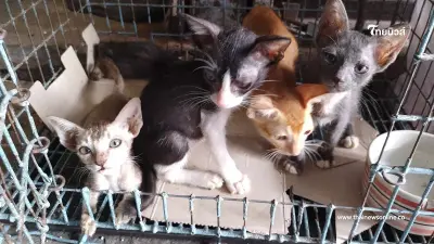 ประกาศหาบ้าน ให้ 5 ลูกแมวจร รอดชีวิตจาก "ไฟไหม้จตุจักร" รอคอยบ้านที่อบอุ่น