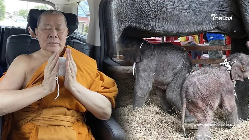 เปิดเลขเด็ด ลูกช้างแฝดต่างเพศ "สมเด็จธงชัย" มอบสายสิญจน์มงคลรับขวัญ เปิดเลขเด็ด ลูกช้างแฝดต่างเพศ "สมเด็จธงชัย" มอบสายสิญจน์มงคลรับขวัญ