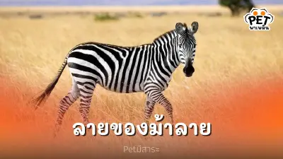 ความลับลายของม้าลาย สัตว์ลายทางผู้โด่งดัง