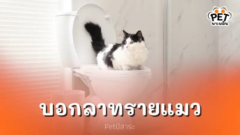 ฝึกแมวใช้ชักโครกได้ ก็ไม่ต้องใช้ทรายแมวอีกต่อไป