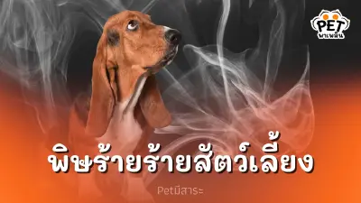 ควันบุหรี่มือสอง พิษร้ายคุกคามสัตว์เลี้ยงแสนรัก