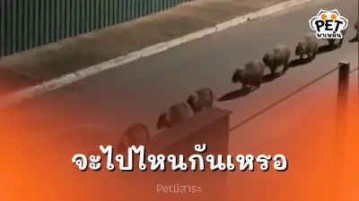 ฝูง "คาปิบาร่า" นับสิบตัว บุกขบวนเรียงแถวหน้าบ้าน ยอดคนดูพุ่ง 9 ล้าน