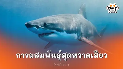 ปลาฉลามกัดรัก เผยเบื้องหลังการผสมพันธุ์สุดหวาดเสียวของนักล่าใต้ท้องทะเล