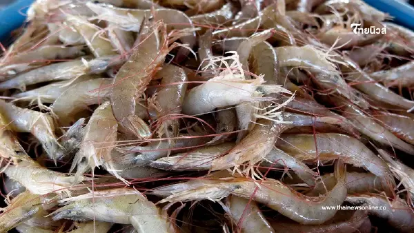 "กุ้ง" กินแล้วดียังไง รวมสุดยอดประโยชน์ อุดมคุณค่าทางโภชนาการ "กุ้ง" กินแล้วดียังไง รวมสุดยอดประโยชน์ อุดมคุณค่าทางโภชนาการ