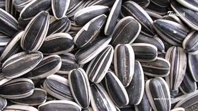 เมล็ดทานตะวัน เมล็ดจิ๋ว กินเพลินๆได้ประโยชน์เกินคาด
