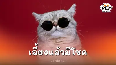 สีแมวมงคล ตามความเชื่อเรื่องแมวมงคลของไทย