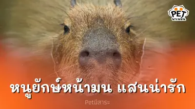 คาปิบาร่า : หนูยักษ์หน้ามน แสนน่ารัก เพื่อนใหม่สุดฮอตบนโลกโซเชียล
