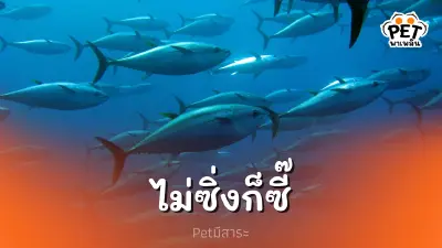 ไม่ซิ่งก็ซี๊ ปลาทูน่าไม่เคยหยุดว่ายน้ำ