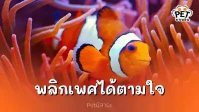 ปลาการ์ตูน สัตว์มหัศจรรย์ผู้พลิกเพศได้ตามใจ