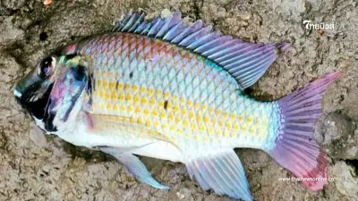 "ปลาหมอคางดำสีสวย" ร้ายไม่แพ้กัน ถ้าเจอต้องรีบกำจัด