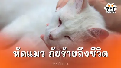 ภัยเงียบร้าย! โรคหัดแมว อันตรายถึงชีวิต