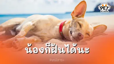 น้องหมาก็ฝันได้นะ เข้าใจโลกในจินตนาการของสัตว์เลี้ยงสุดที่รัก