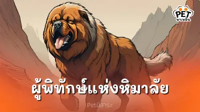 ทิเบตัน มาสทิฟฟ์ สุนัขยักษ์ใหญ่ผู้พิทักษ์แห่งเทือกเขาหิมาลัย