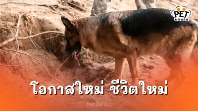 สุนัขทหาร ไม่ผ่านเกณฑ์ ใช่ว่าล้มเหลว หัวใจที่ยิ่งใหญ่กว่าเกียรติยศ