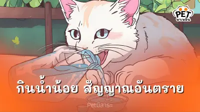 แมวกินน้ำน้อย? ระวังอาจจะเป็นสัญญาณของปัญหาสุขภาพ