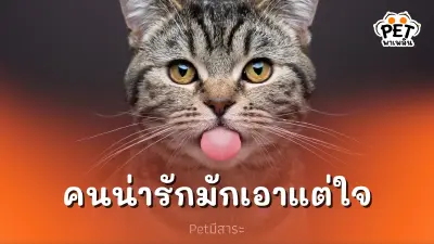 ทำไมแมวถึงดูเหมือนเอาแต่ใจ? เผยเคล็ดลับเข้าใจน้องเหมียว