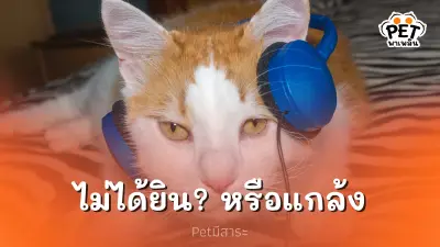 ทำไมเรียกแมวแล้ว แมวถึงทำเป็นไม่ได้ยิน?