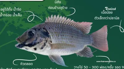 "ปลาหมอคางดำ" กับความพิเศษเฉพาะตัวไม่ธรรมดา ไม่แปลกใจระบาดไวมาก