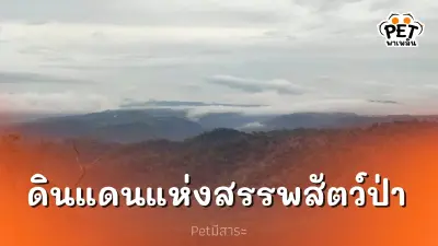 อุทยานแห่งชาติทับลาน ดินแดนแห่งสรรพสัตว์ป่า มหัศจรรย์ใจกลางอีสาน