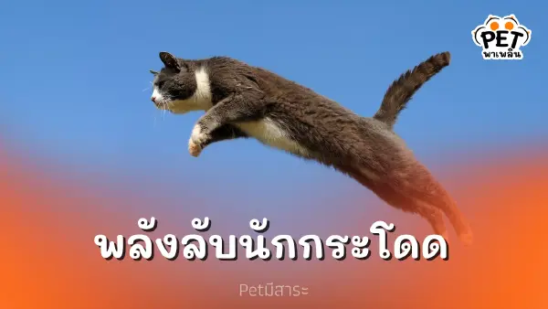 แมวเหมียว พลังลับนักกระโดด พิชิตทุกความสูง