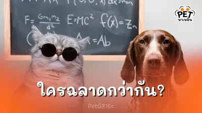 คำถามคาใจเหล่าทาส : หมาหรือแมว ใครฉลาดกว่ากัน?