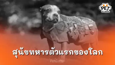 จ่าสตับบี้ : วีรบุรุษสี่ขา ผู้พิชิตใจทหารและประวัติศาสตร์ จ่าสตับบี้ : วีรบุรุษสี่ขา ผู้พิชิตใจทหารและประวัติศาสตร์