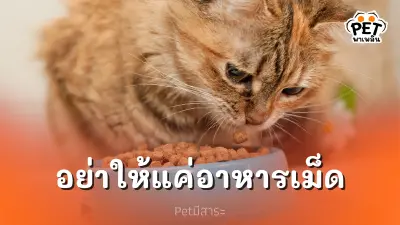 อย่าให้แมวกินแค่อาหารเม็ด เติมสีสันมื้ออร่อยเพื่อสุขภาพแมวสุดที่รัก
