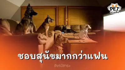จริงหรือ? คนอเมริกันชอบดูทีวีกับสุนัขมากกว่าแฟน