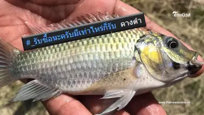 ประกาศรับซื้อ "ปลาหมอคางดำ" ราคาไม่ธรรมดา มีเท่าไหร่รับหมด