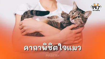 เคล็ดลับเด็ดๆพิชิตใจให้แมวเหมียวหลงรัก