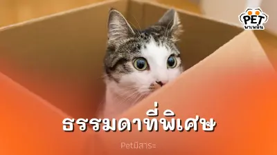 กล่อง ของเล่นแมวธรรมดาที่แมวทุกตัวหลงรัก กล่อง ของเล่นแมวธรรมดาที่แมวทุกตัวหลงรัก