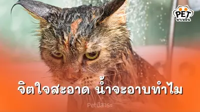 ทำไมแมวถึงรักสะอาด แต่ไม่ชอบอาบน้ำนะ?