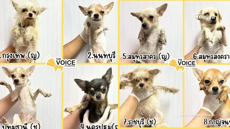 เปิดโฉมหน้า น้องหมา 29 ชีวิต จากบ้านแทะศพ ประกาศหาบ้านใหม่ เปิดโฉมหน้า น้องหมา 29 ชีวิต จากบ้านแทะศพ ประกาศหาบ้านใหม่