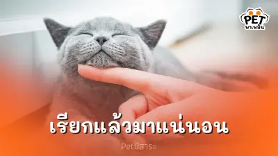 เคล็ดลับพิชิตใจเหมียว 5 วิธีเรียกแมวให้มาหาเรา