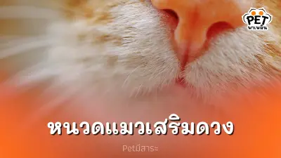 หนวดแมว ของขลังเสริมดวงตามความเชื่อ?