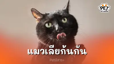 ทำไมแมวถึงชอบเลียก้นกัน? เผยเหตุผลที่คุณอาจไม่เคยรู้