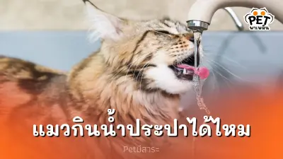 แมวกินน้ำประปาได้ไหม มาไขข้อข้องใจกัน